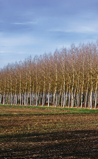 Plantation d’arbres illustrant les actions de reforestation et l’engagement écologique local