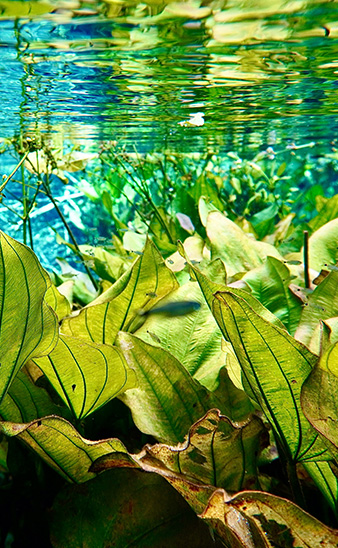 Écosystème aquatique illustrant la préservation de la biodiversité et l’équilibre naturel
